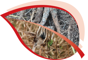 Prečo je Sclerotinia spp. začarovaný kruh?